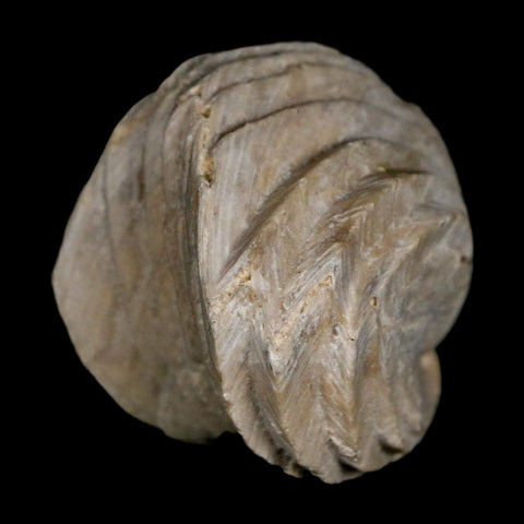 1.4" Burmirhynchia Decorata Brachiopod Fossil Jurassic Age Ardenes France