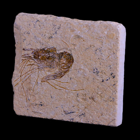 1.9" Fossil Shrimp Carpopenaeus Cretaceous Age 100 Mil Yrs Old Lebanon COA - Fossil Age Minerals