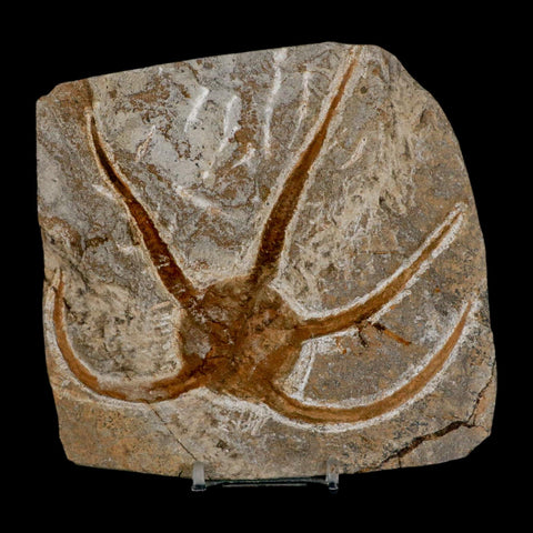4.9" Brittlestar Ophiura Sp Starfish Fossil Ordovician Age Morocco COA & Stand - Fossil Age Minerals