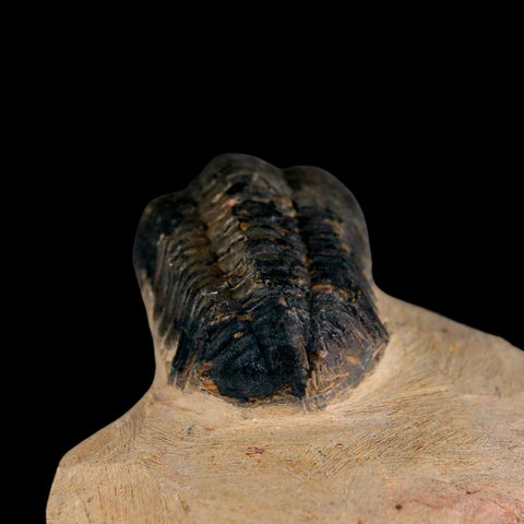 2.2" Reedops Cephalotes Trilobite Fossil Morocco Devonian Age 400 Mil Yrs Old COA - Fossil Age Minerals