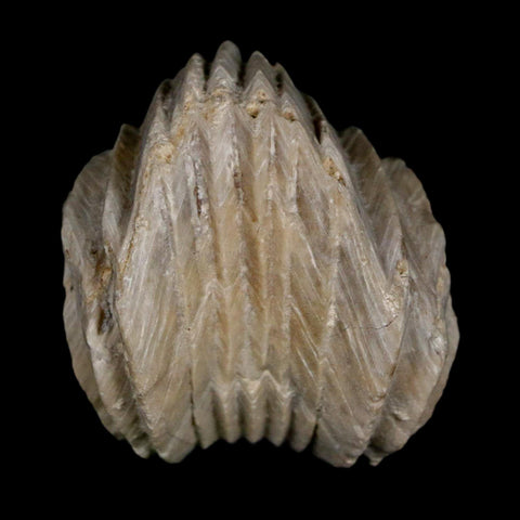 1.4" Burmirhynchia Decorata Brachiopod Fossil Jurassic Age Ardenes France