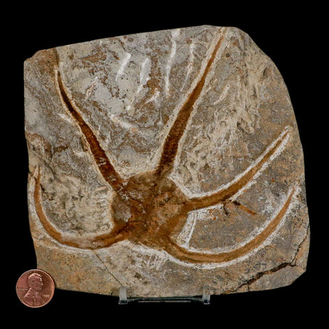 4.9" Brittlestar Ophiura Sp Starfish Fossil Ordovician Age Morocco COA & Stand - Fossil Age Minerals