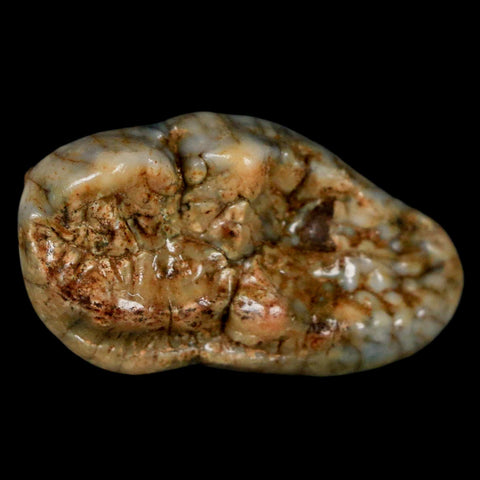 1.6" Extinct Cave Bear Ursus Spelaeus Molar Tooth Rooted Pleistocene Age COA - Fossil Age Minerals