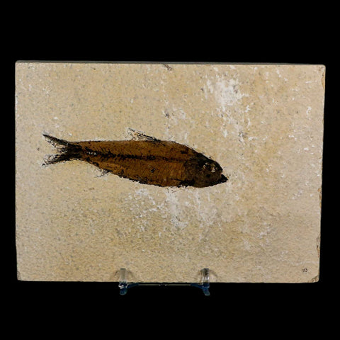 3.5" Knightia Eocaena Fossil Fish Green River FM Wyoming Eocene Age COA & Stand - Fossil Age Minerals
