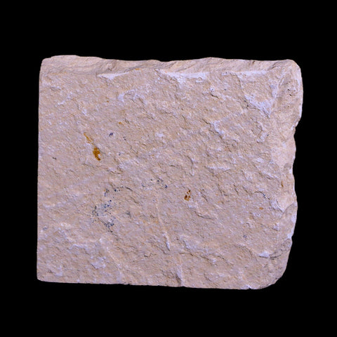1.9" Fossil Shrimp Carpopenaeus Cretaceous Age 100 Mil Yrs Old Lebanon COA - Fossil Age Minerals