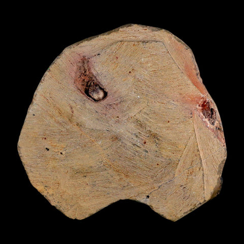 2.2" Reedops Cephalotes Trilobite Fossil Morocco Devonian Age 400 Mil Yrs Old COA - Fossil Age Minerals