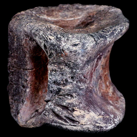 2.3" Phytosaur Fossil Vertebrae Bone Late Triassic Age Archosaur Chinle FM, AZ COA - Fossil Age Minerals