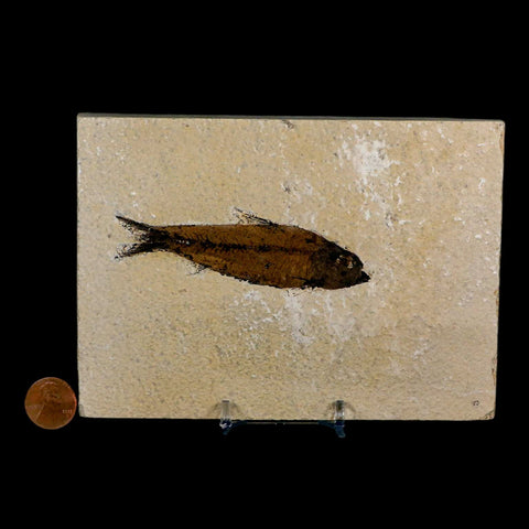 3.5" Knightia Eocaena Fossil Fish Green River FM Wyoming Eocene Age COA & Stand - Fossil Age Minerals