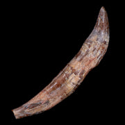 XL 5.9" Basilosaurus Tooth 40-34 Mil Yrs Old Late Eocene COA