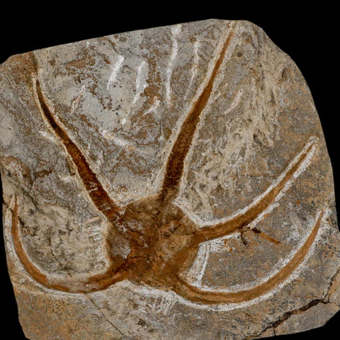 4.9" Brittlestar Ophiura Sp Starfish Fossil Ordovician Age Morocco COA & Stand - Fossil Age Minerals