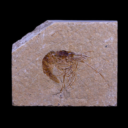 1.7" Fossil Shrimp Carpopenaeus Cretaceous Age 100 Mil Yrs Old Lebanon COA