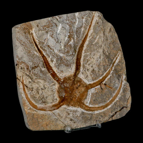 4.9" Brittlestar Ophiura Sp Starfish Fossil Ordovician Age Morocco COA & Stand - Fossil Age Minerals