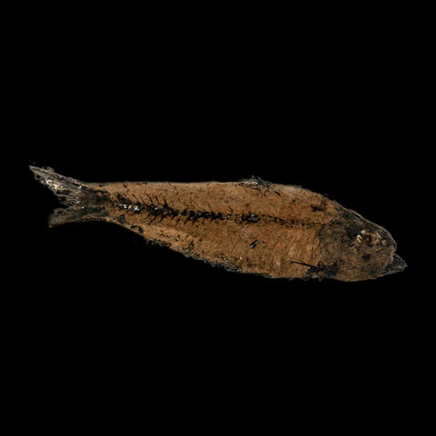 3.5" Knightia Eocaena Fossil Fish Green River FM Wyoming Eocene Age COA & Stand - Fossil Age Minerals