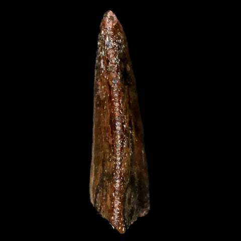 0.9" Majungasaurus Serrated Fossil Tooth Cretaceous Dinosaur Madagascar COA - Fossil Age Minerals