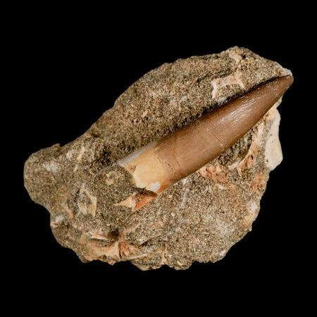 XL 2.3" Plesiosaur Zarafasaura Tooth Fossil In Matrix Cretaceous Dinosaur Era COA