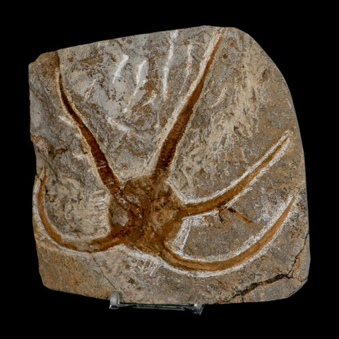 4.9" Brittlestar Ophiura Sp Starfish Fossil Ordovician Age Morocco COA & Stand - Fossil Age Minerals