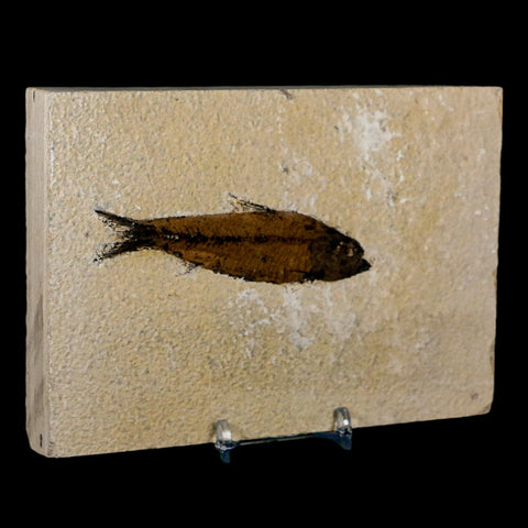 3.5" Knightia Eocaena Fossil Fish Green River FM Wyoming Eocene Age COA & Stand - Fossil Age Minerals