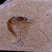 1.7" Fossil Shrimp Carpopenaeus Cretaceous Age 100 Mil Yrs Old Lebanon COA