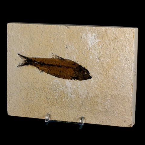3.5" Knightia Eocaena Fossil Fish Green River FM Wyoming Eocene Age COA & Stand - Fossil Age Minerals