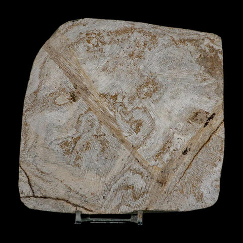 4.9" Brittlestar Ophiura Sp Starfish Fossil Ordovician Age Morocco COA & Stand - Fossil Age Minerals