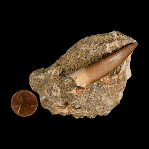 XL 2.3" Plesiosaur Zarafasaura Tooth Fossil In Matrix Cretaceous Dinosaur Era COA - Fossil Age Minerals