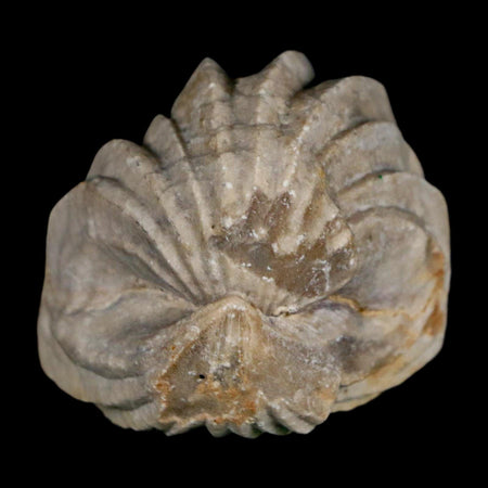 1.6" Burmirhynchia Decorata Brachiopod Fossil Jurassic Age Ardenes France