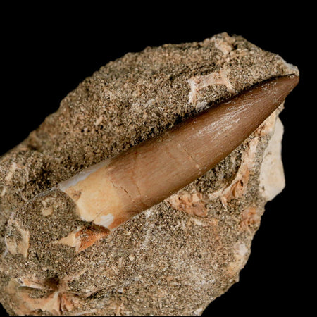 XL 2.3" Plesiosaur Zarafasaura Tooth Fossil In Matrix Cretaceous Dinosaur Era COA