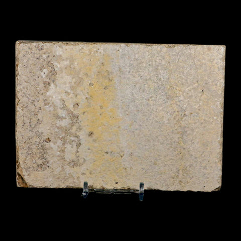 3.5" Knightia Eocaena Fossil Fish Green River FM Wyoming Eocene Age COA & Stand - Fossil Age Minerals