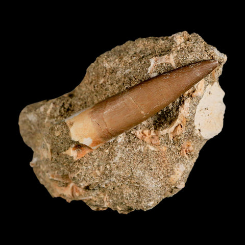 XL 2.3" Plesiosaur Zarafasaura Tooth Fossil In Matrix Cretaceous Dinosaur Era COA - Fossil Age Minerals