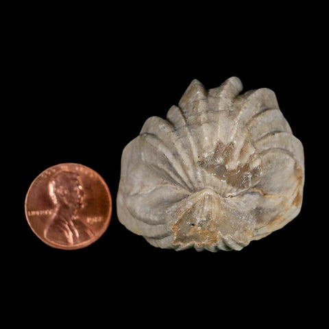 1.6" Burmirhynchia Decorata Brachiopod Fossil Jurassic Age Ardenes France