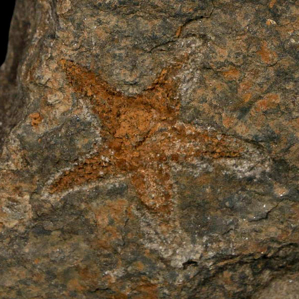 30MM Brittle Star Petraster Starfish Fossil Ordovician Age Blekus Morocco COA