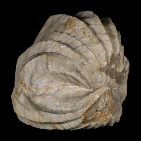1.6" Burmirhynchia Decorata Brachiopod Fossil Jurassic Age Ardenes France
