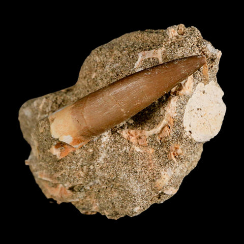 XL 2.3" Plesiosaur Zarafasaura Tooth Fossil In Matrix Cretaceous Dinosaur Era COA - Fossil Age Minerals