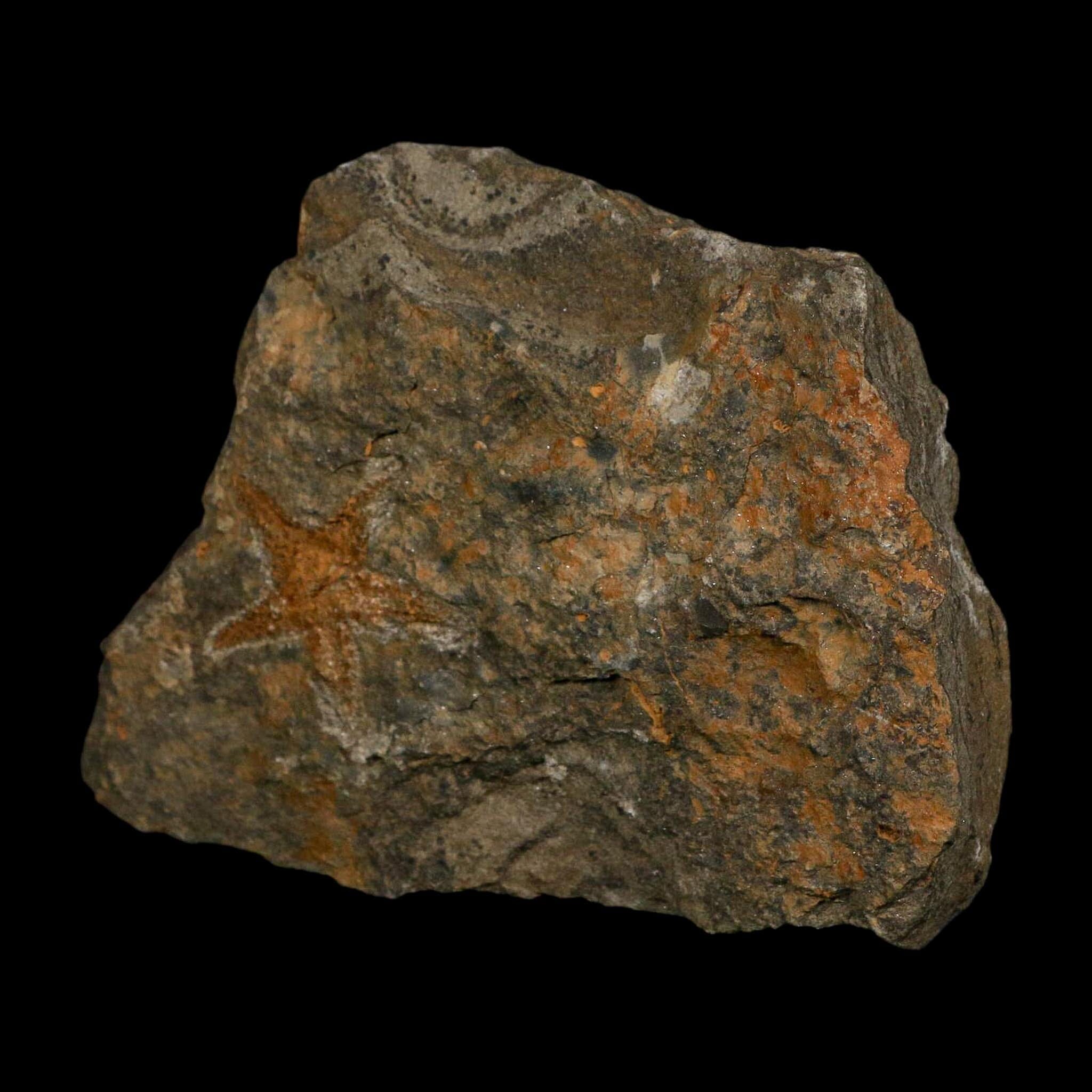 30MM Brittle Star Petraster Starfish Fossil Ordovician Age Blekus Morocco COA - Fossil Age Minerals