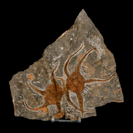 2 Two Brittlestar Ophiura Sp Starfish Fossil Ordovician Age Morocco COA & Stand