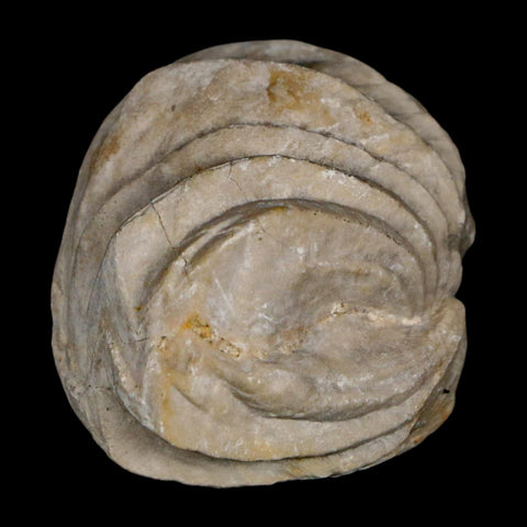 1.6" Burmirhynchia Decorata Brachiopod Fossil Jurassic Age Ardenes France