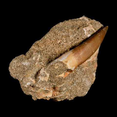 XL 2.3" Plesiosaur Zarafasaura Tooth Fossil In Matrix Cretaceous Dinosaur Era COA - Fossil Age Minerals