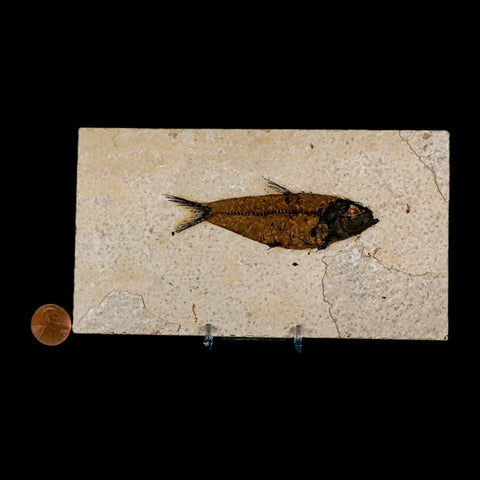 3.8" Knightia Eocaena Fossil Fish Green River FM Wyoming Eocene Age COA & Stand - Fossil Age Minerals