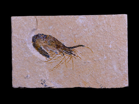 1.8" Fossil Shrimp Carpopenaeus Cretaceous Age 100 Mil Yrs Old Lebanon COA - Fossil Age Minerals