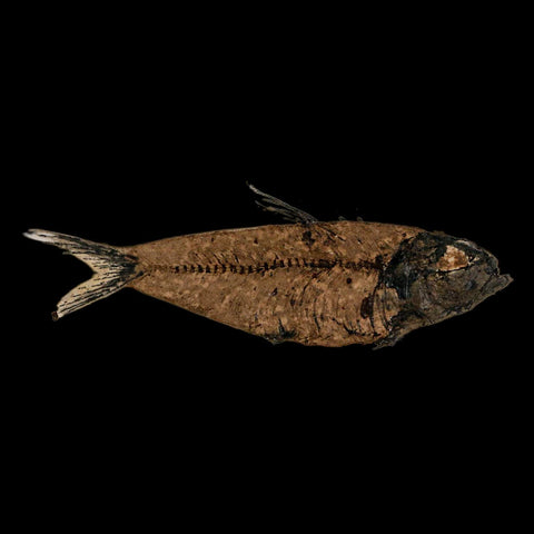 3.8" Knightia Eocaena Fossil Fish Green River FM Wyoming Eocene Age COA & Stand - Fossil Age Minerals