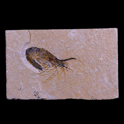 1.8" Fossil Shrimp Carpopenaeus Cretaceous Age 100 Mil Yrs Old Lebanon COA - Fossil Age Minerals