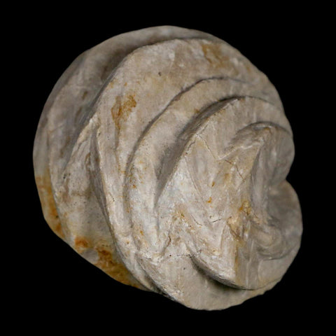 1.6" Burmirhynchia Decorata Brachiopod Fossil Jurassic Age Ardenes France