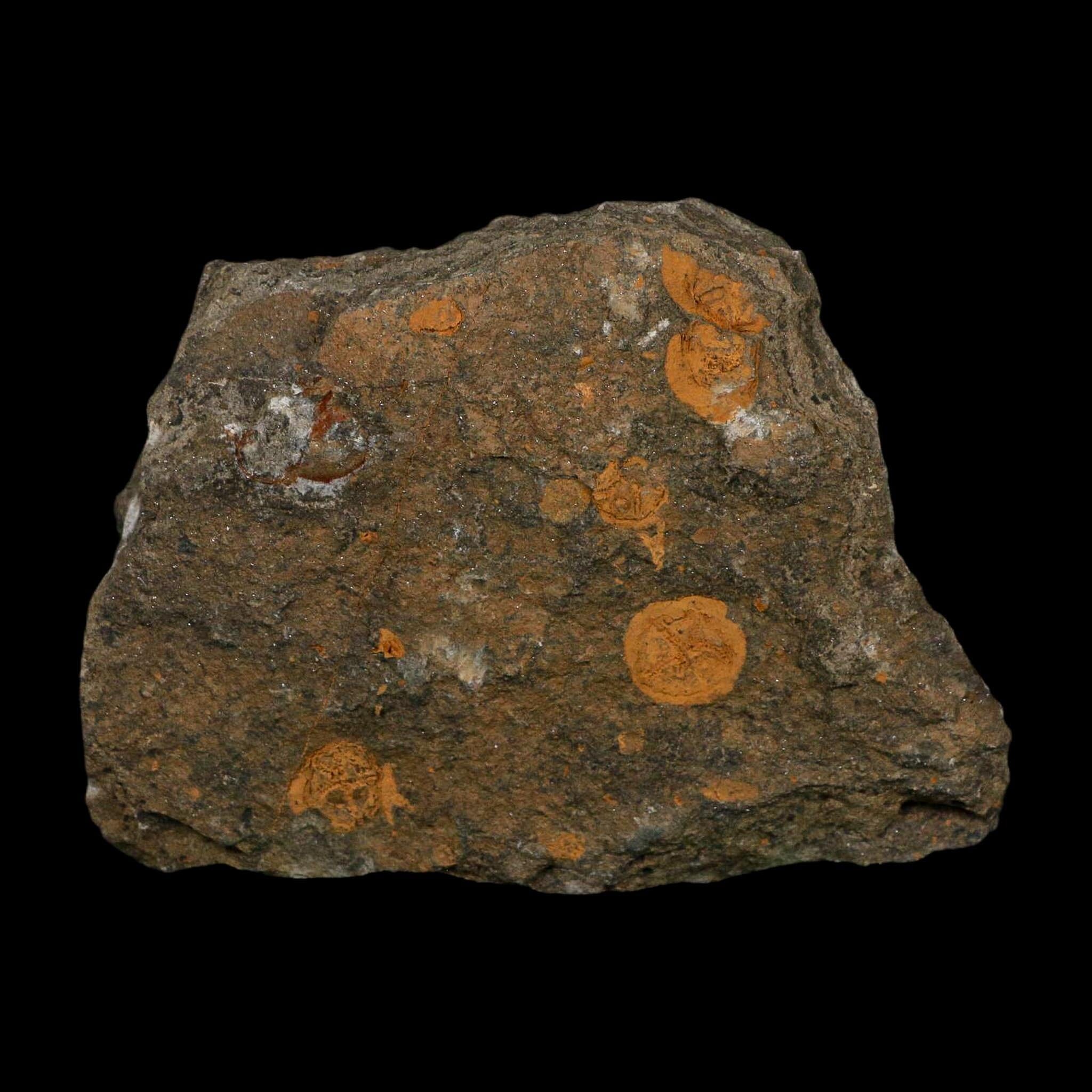 30MM Brittle Star Petraster Starfish Fossil Ordovician Age Blekus Morocco COA - Fossil Age Minerals