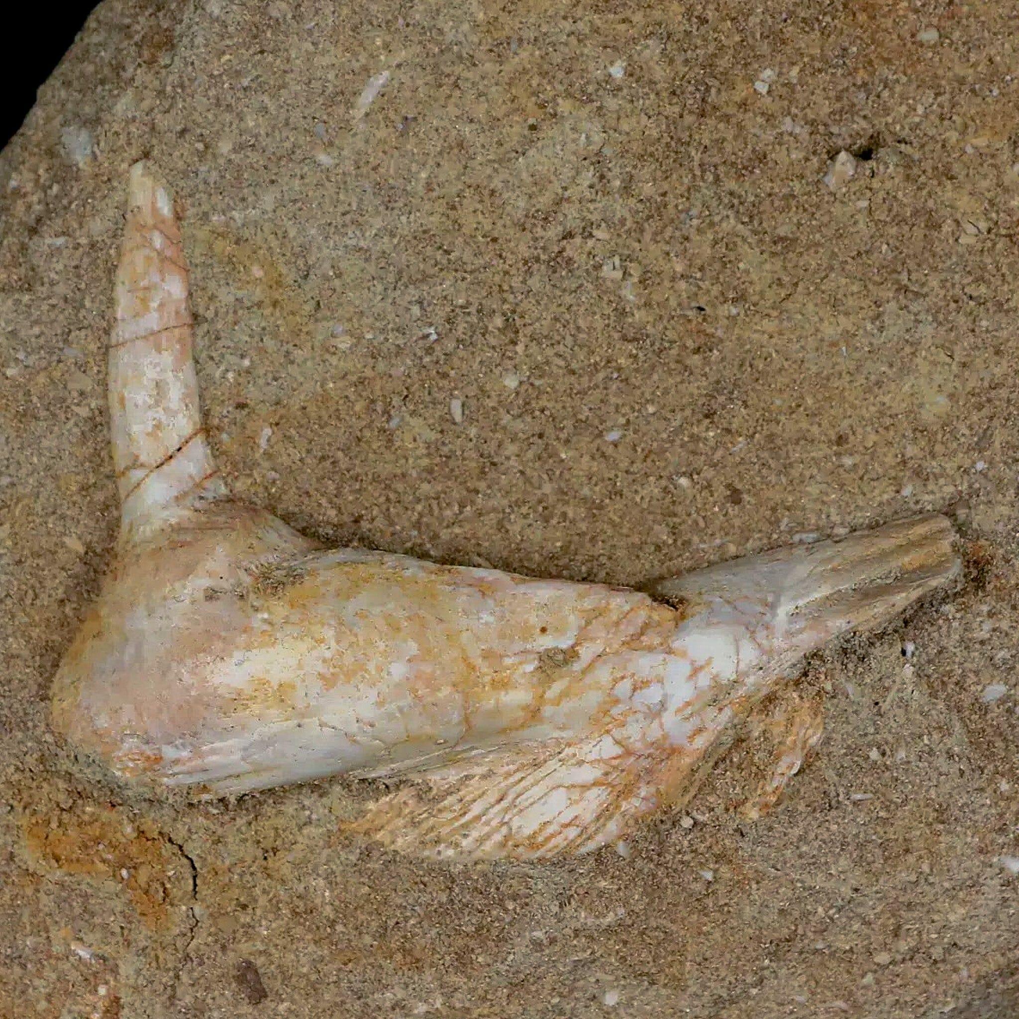 2.3" Saber Toothed Herring Fossil Fang Tooth Enchodus Libycus Cretaceous Age - Fossil Age Minerals