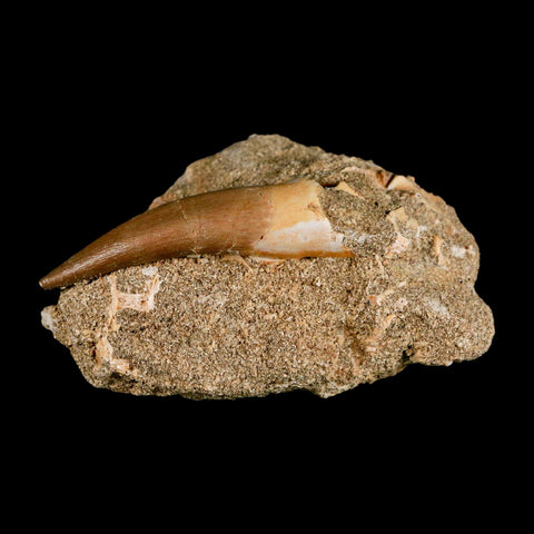 XL 2.3" Plesiosaur Zarafasaura Tooth Fossil In Matrix Cretaceous Dinosaur Era COA - Fossil Age Minerals