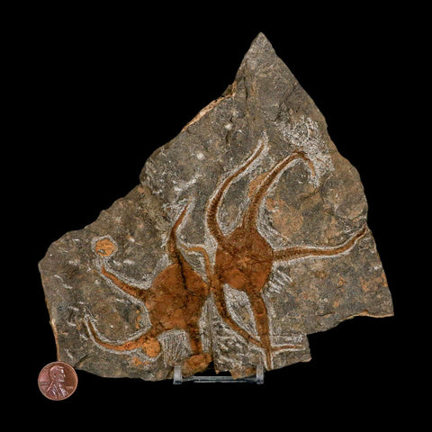 2 Two Brittlestar Ophiura Sp Starfish Fossil Ordovician Age Morocco COA & Stand - Fossil Age Minerals