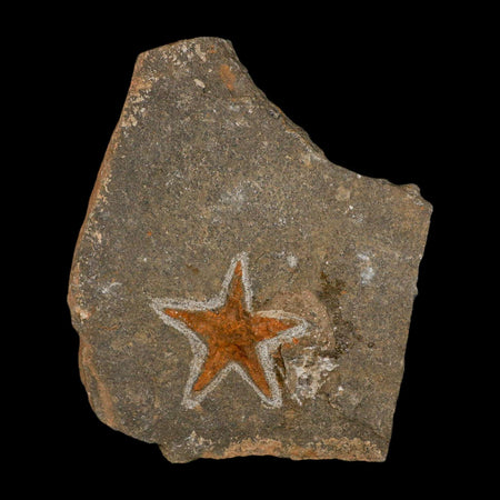 55MM Brittle Star Petraster Starfish Fossil Ordovician Age Blekus Morocco COA