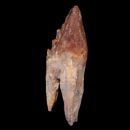 XL 5.1" Basilosaurus Tooth 40-34 Mil Yrs Old Late Eocene COA