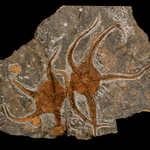 2 Two Brittlestar Ophiura Sp Starfish Fossil Ordovician Age Morocco COA & Stand - Fossil Age Minerals