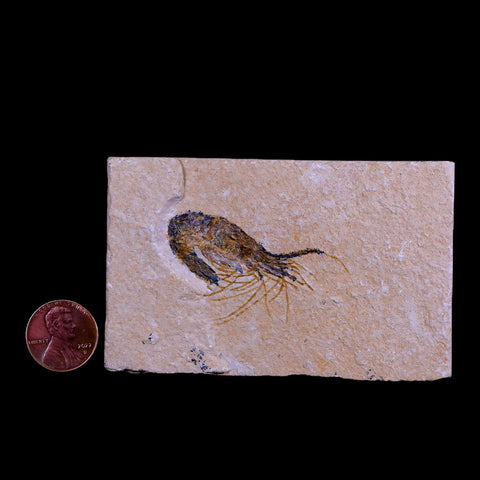 1.8" Fossil Shrimp Carpopenaeus Cretaceous Age 100 Mil Yrs Old Lebanon COA - Fossil Age Minerals